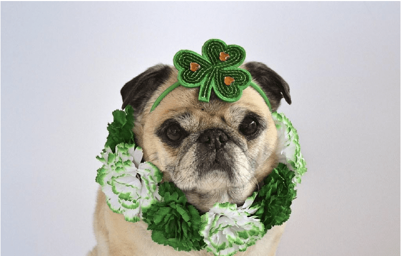 3 Dogs Boarding & Daycare and Stay Pet Hotel St. Patrick's Day package sale